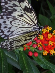 schmetterling auf bl&uuml;te
