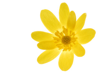 yellow flower