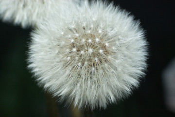 dandelion