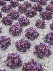 roter eichblattsalat