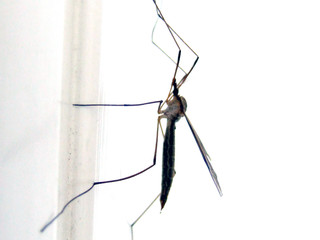 mosquito close up