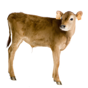 veau (45 jours)