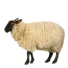 mouton suffolk - obrazy, fototapety, plakaty