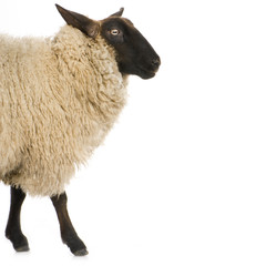 Obraz premium mouton suffolk