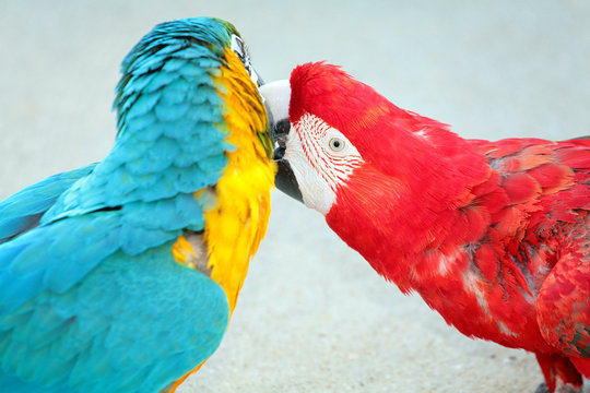 perroquets