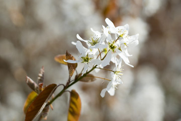 white blossom