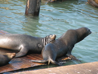 Fototapeta premium relaxing sea-lions