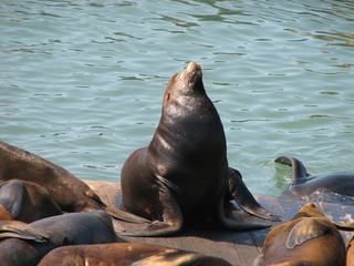 Obraz premium sealion