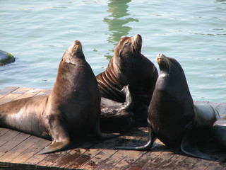 three sealions