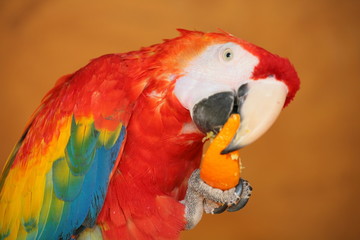 Obraz premium perroquet avec un fruit