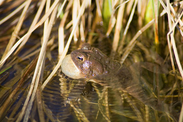 croaking
