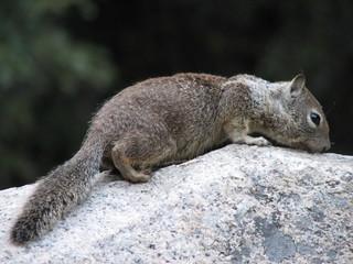 squirrel smelling