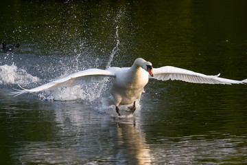 swan take off
