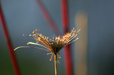 close up of wild flower