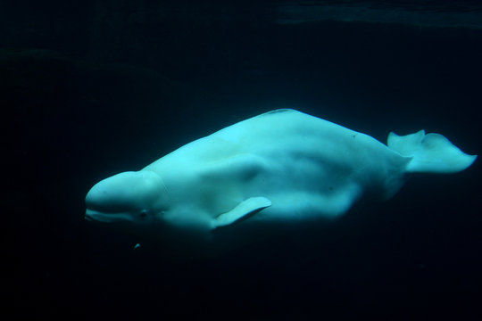 beluga whale