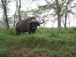 african buffalo - 3067147