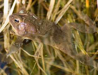 frog