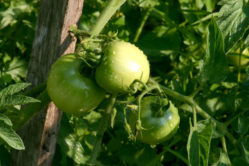 green tomatoes in garden