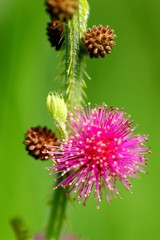 fuschia wild flower