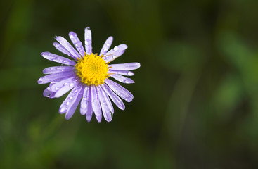 Obraz premium daisy flower