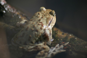 erdkröte