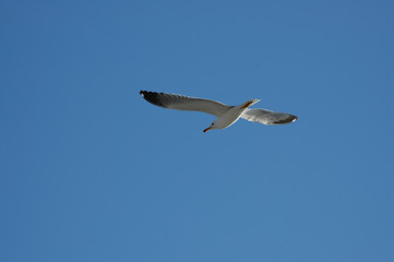seagull 2