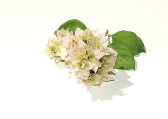 bougainvillée blanc