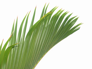 palme