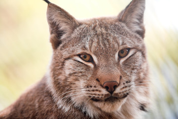 lynx