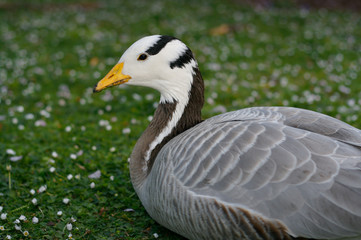 Fototapeta premium bar-headed goose