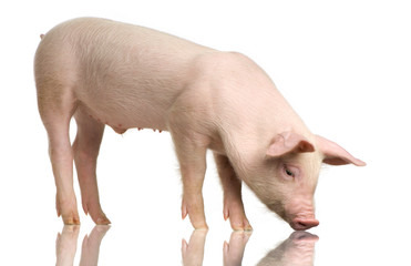 cochon © Eric Isselée