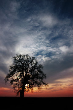 winter oak at sunset