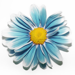 blue camomile