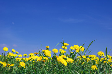 Fototapeta premium summer landscape