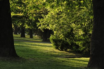 trees in the park