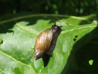 slimy snail
