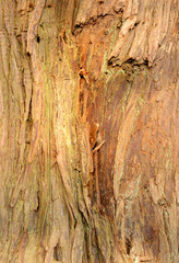 brown wood rough surface texture background.