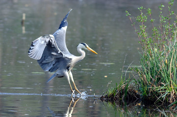 héron cendré - ardea cinerea