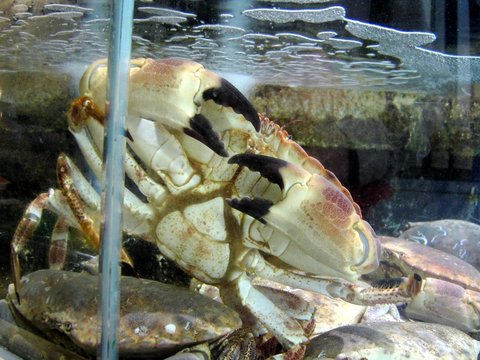 crabe