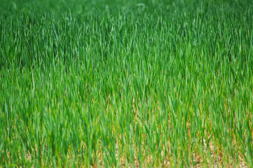 hintergrund grashalme