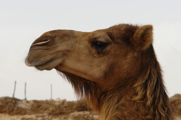 camel