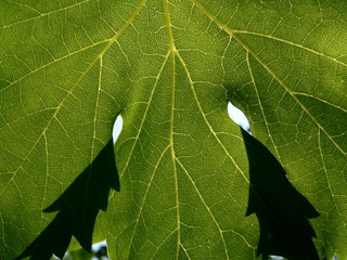 vine leaf