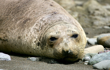 Fototapeta premium female elephant seal