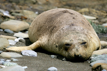 Naklejka premium female elephant seal