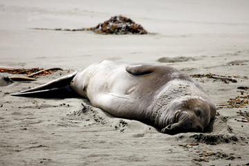 elephant seal bull