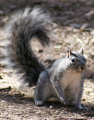 western gray squirrel