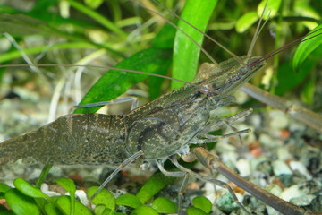 freshwater shrimp