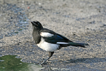 surprised magpie.