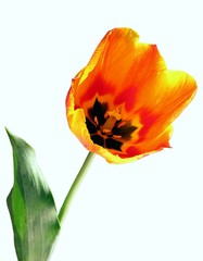 Naklejka premium blazing-orange blazing-colour of tulip