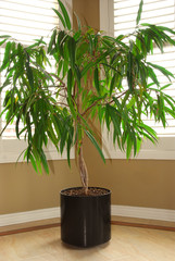 house plant